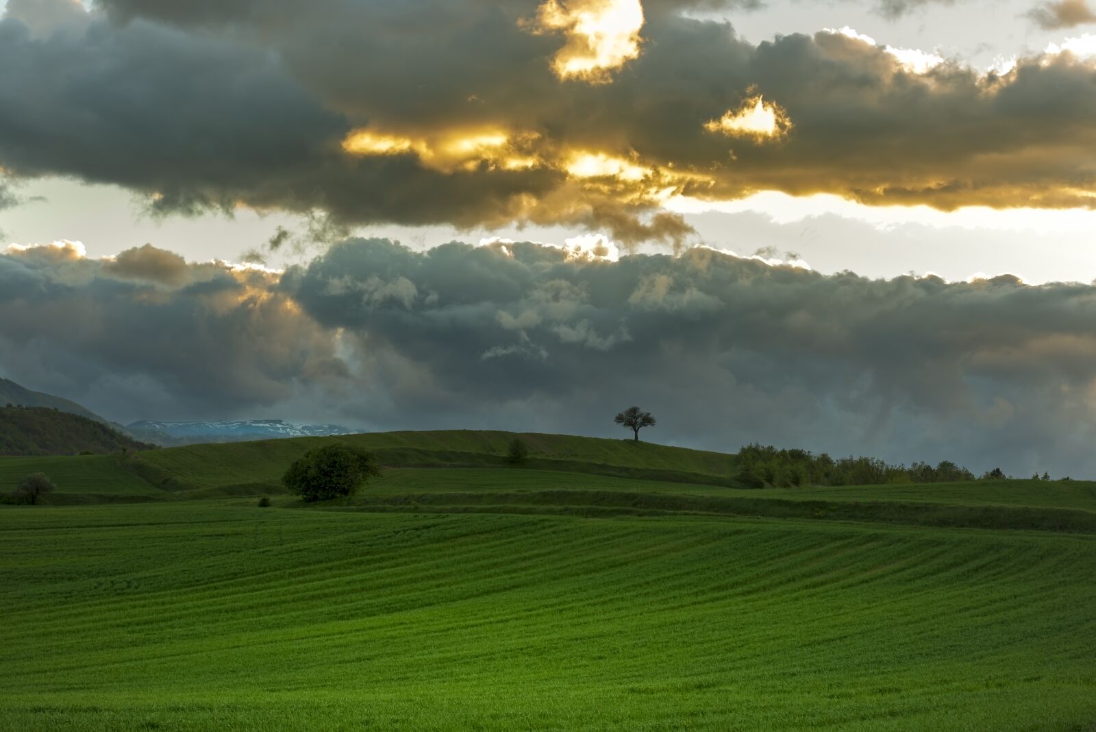 Tamron SP 24-70mm F2.8 Di VC USD sample photo. Tree, sunset, fields photography