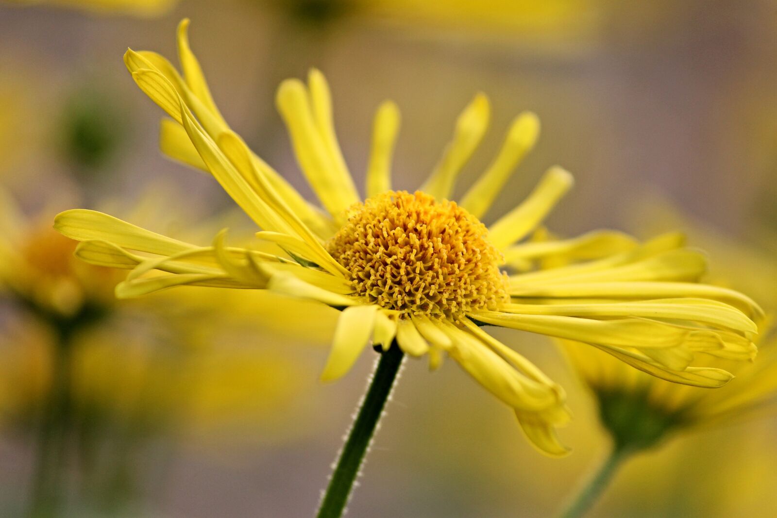 Canon EOS 1100D (EOS Rebel T3 / EOS Kiss X50) sample photo. Marguerite, spring flower, yellow photography