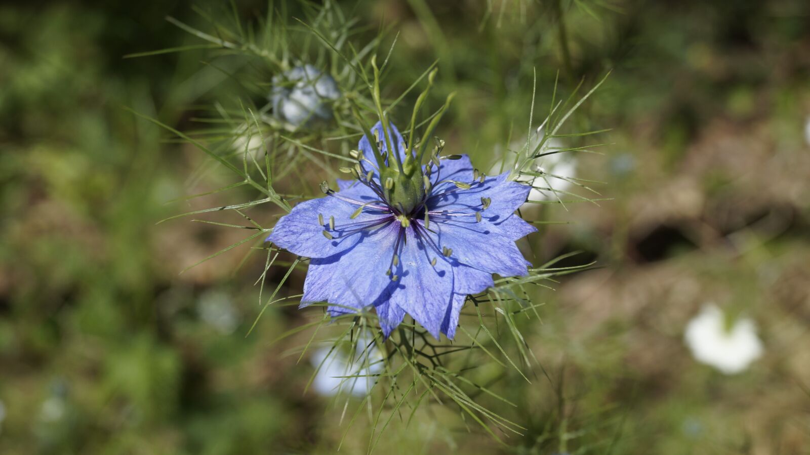 Sony SLT-A58 sample photo. Flower, petals, buds photography