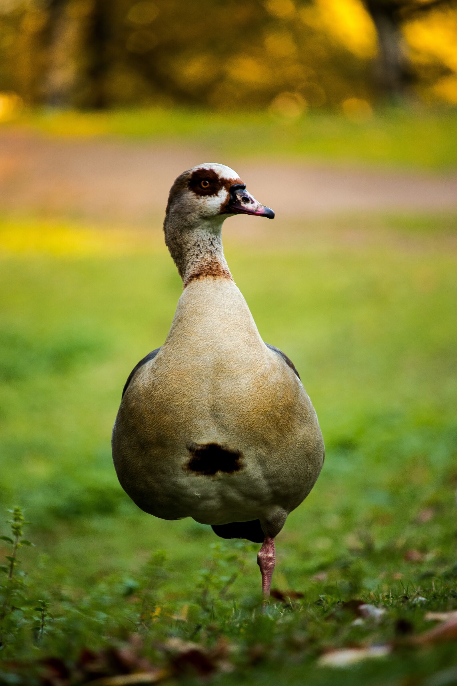 Canon EOS 77D (EOS 9000D / EOS 770D) sample photo. Animal, wild, duck photography