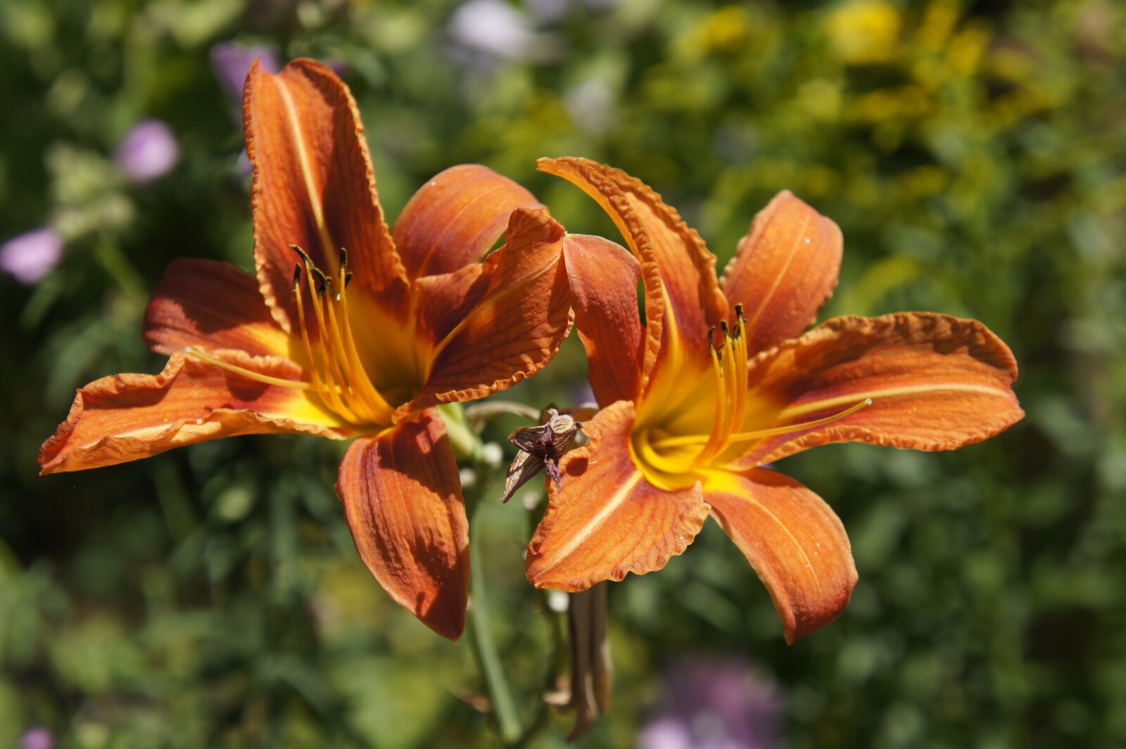 Sony Alpha NEX-5 sample photo. Orange, flower, garden photography
