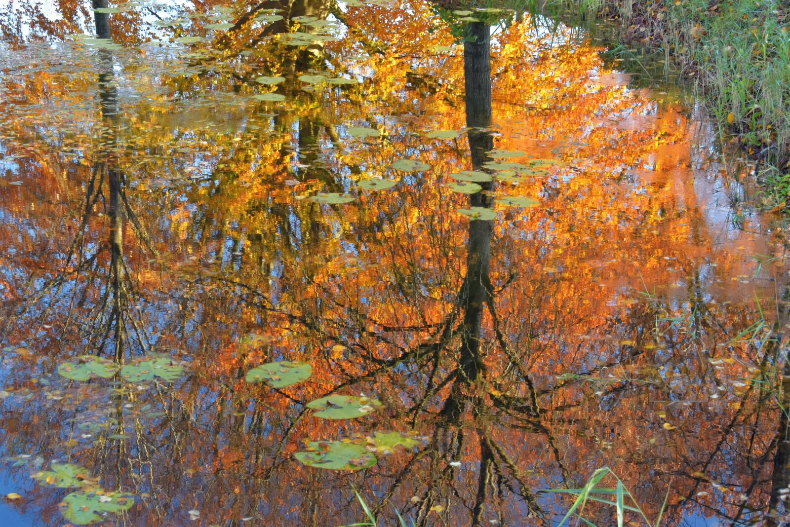 Nikon D5600 sample photo. Autumn, trees, nature photography