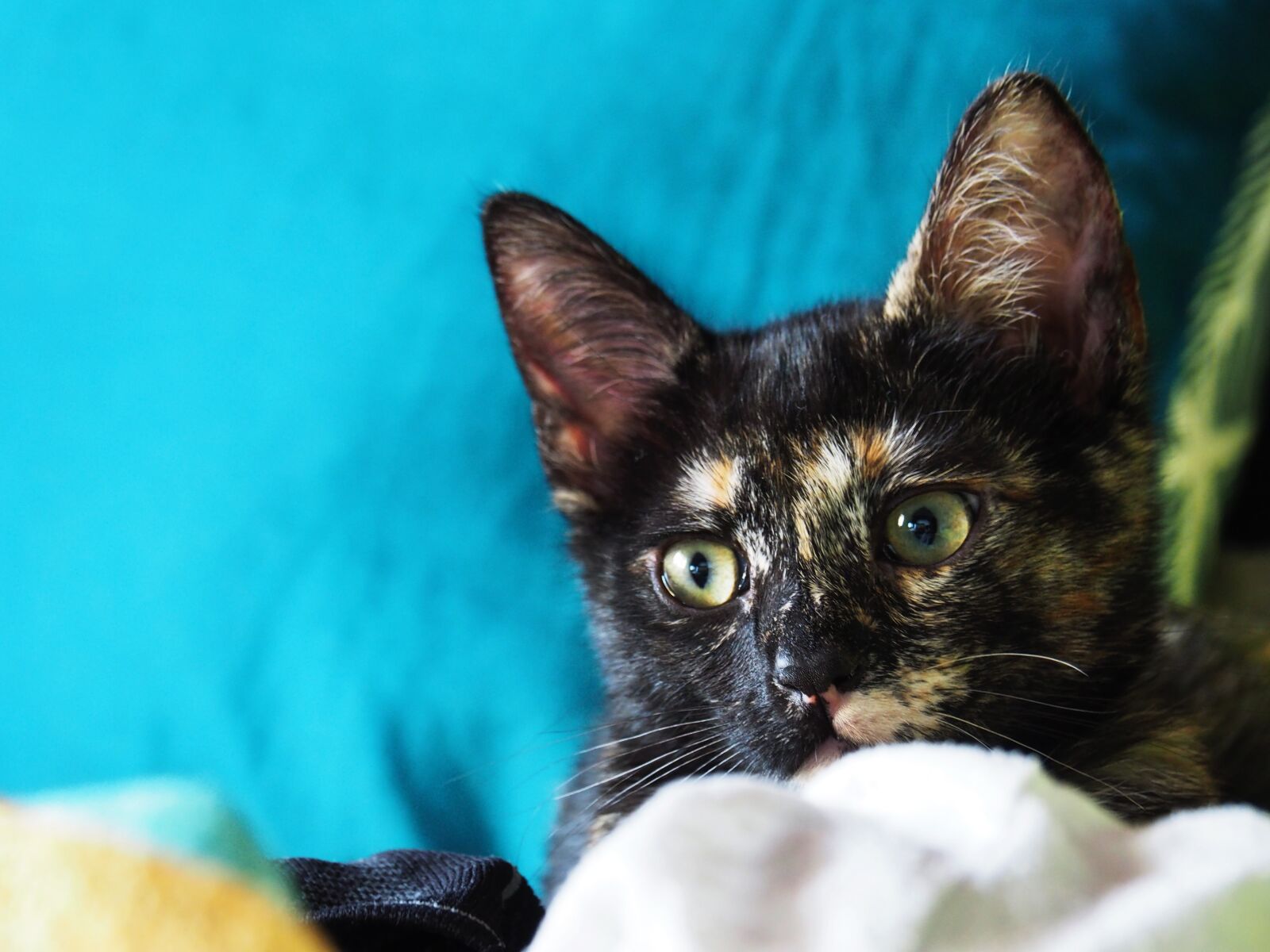 OLYMPUS M.14-150mm F4.0-5.6 II sample photo. Cat, pet, look photography
