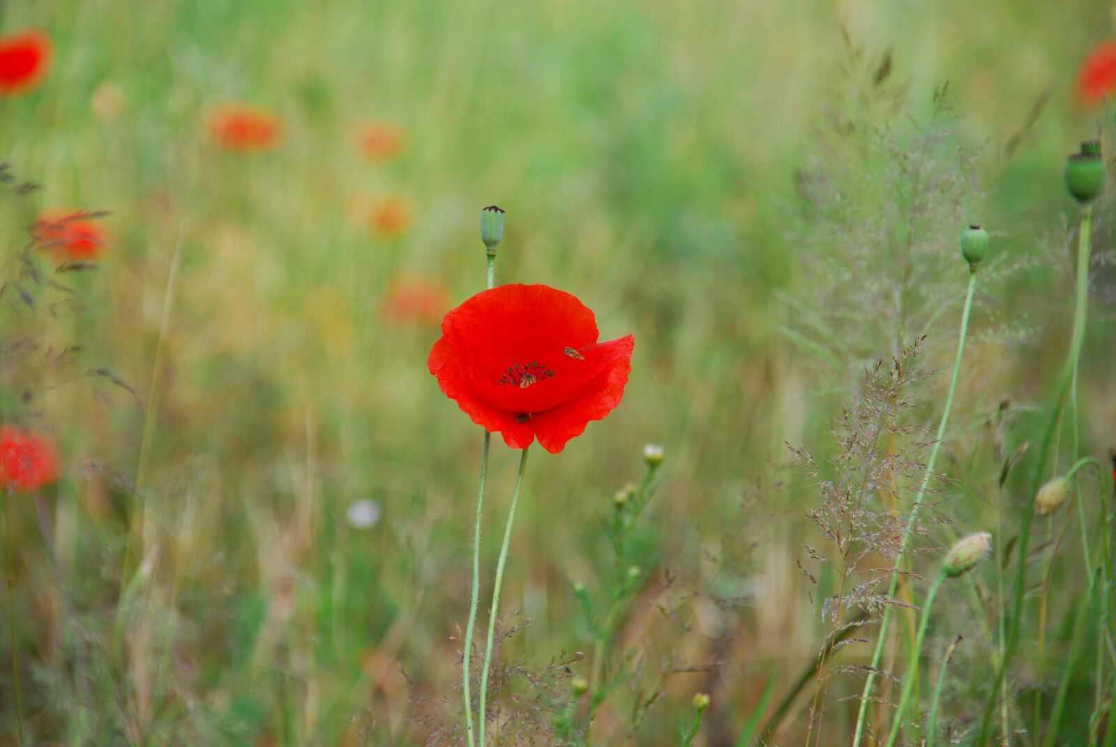 Nikon D80 sample photo. Poppy, poppies, flower photography