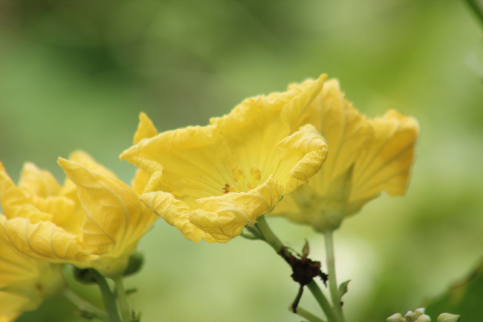 Canon EF75-300mm f/4-5.6 sample photo. Flower, wallpaper, nature photography