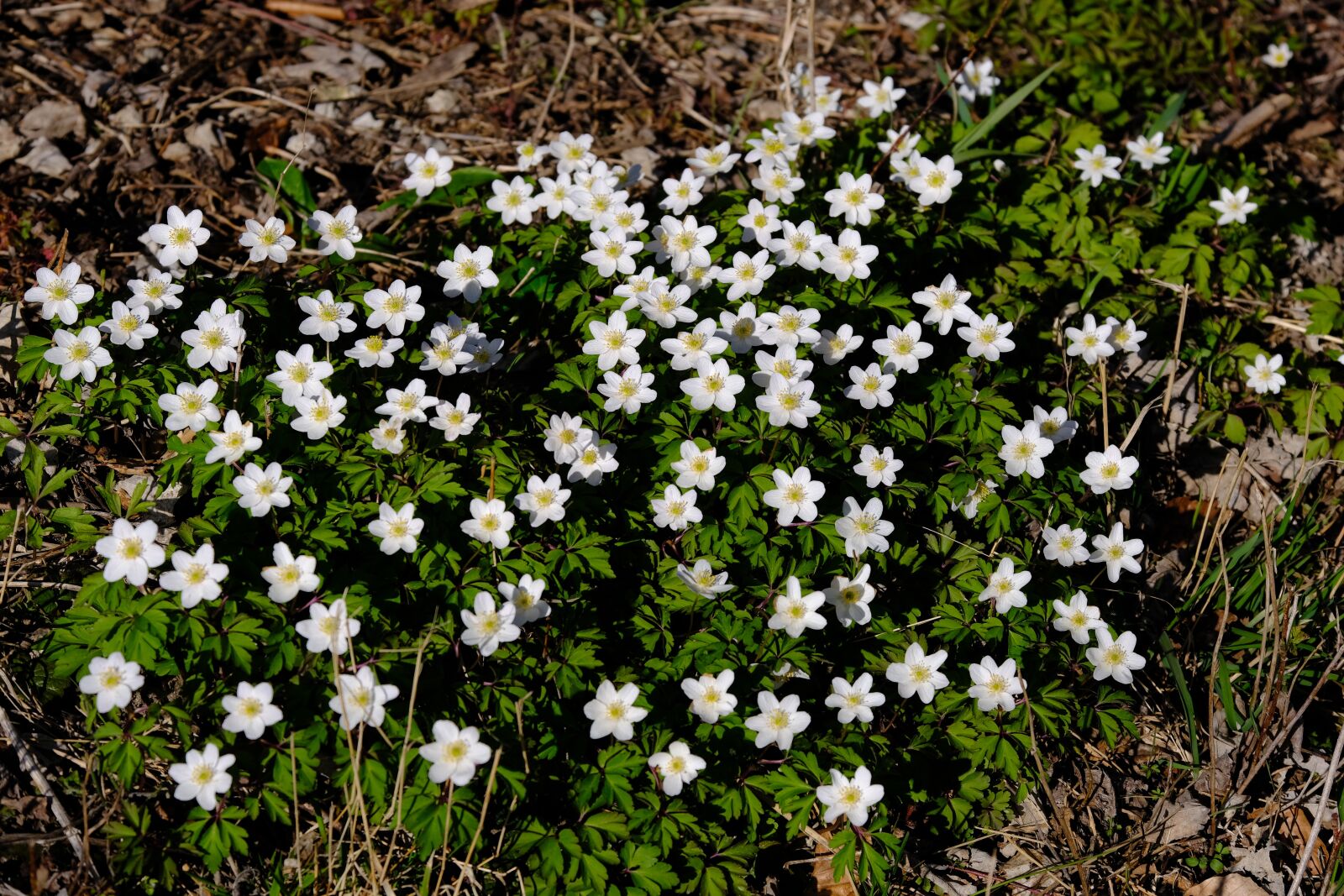 Fujifilm XF 55-200mm F3.5-4.8 R LM OIS sample photo. Wood anemone, flower, blossom photography