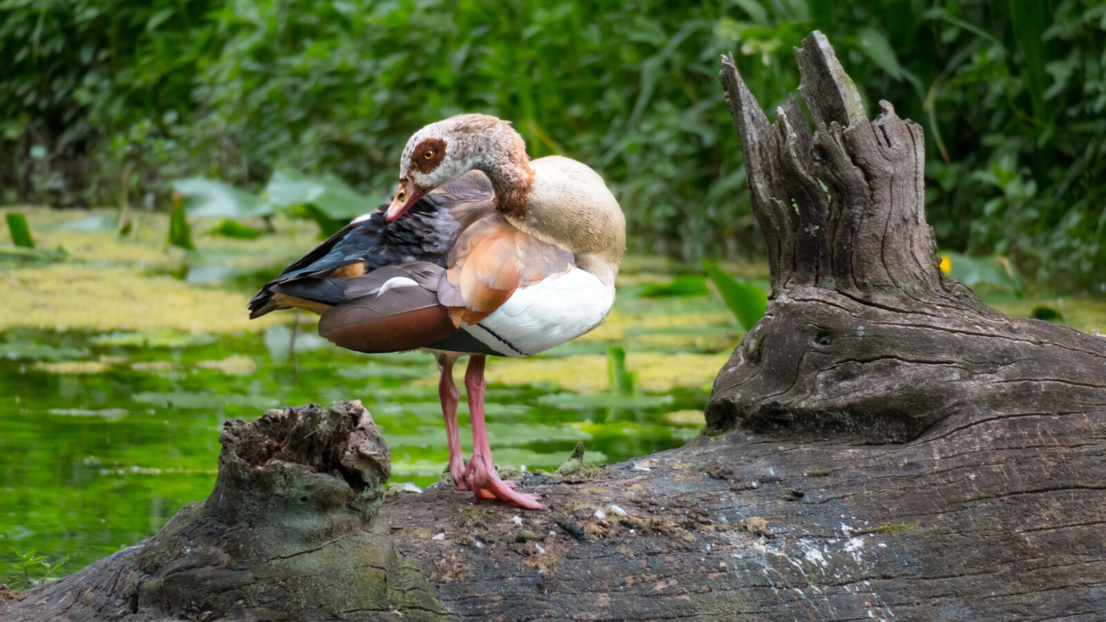 Canon PowerShot G3 X sample photo. Nilgans, goose, clean photography