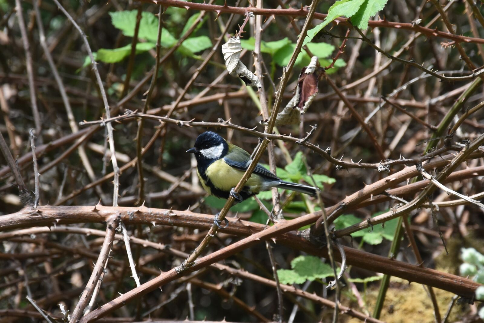 Nikon D7200 sample photo. Great tit, bird, nature photography