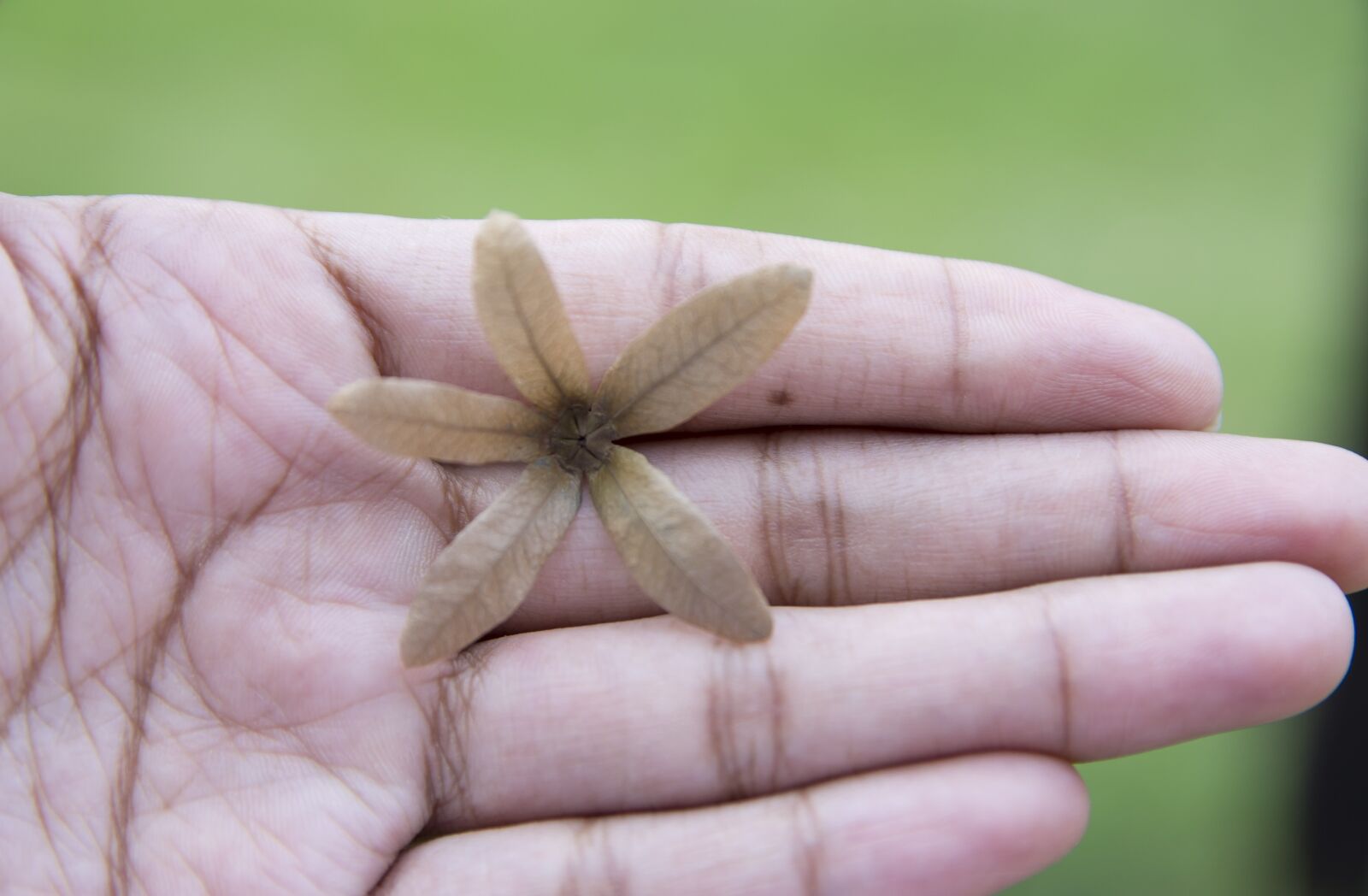 Nikon D7200 sample photo. Hand, flower, contrast photography