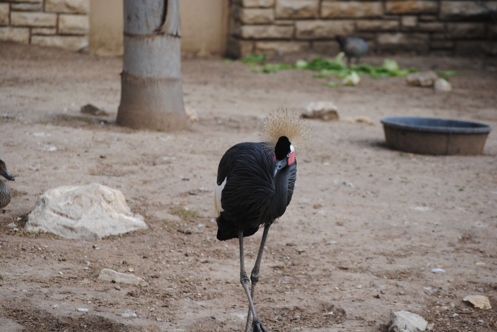 Nikon D3000 sample photo. Bird, hair, poof photography