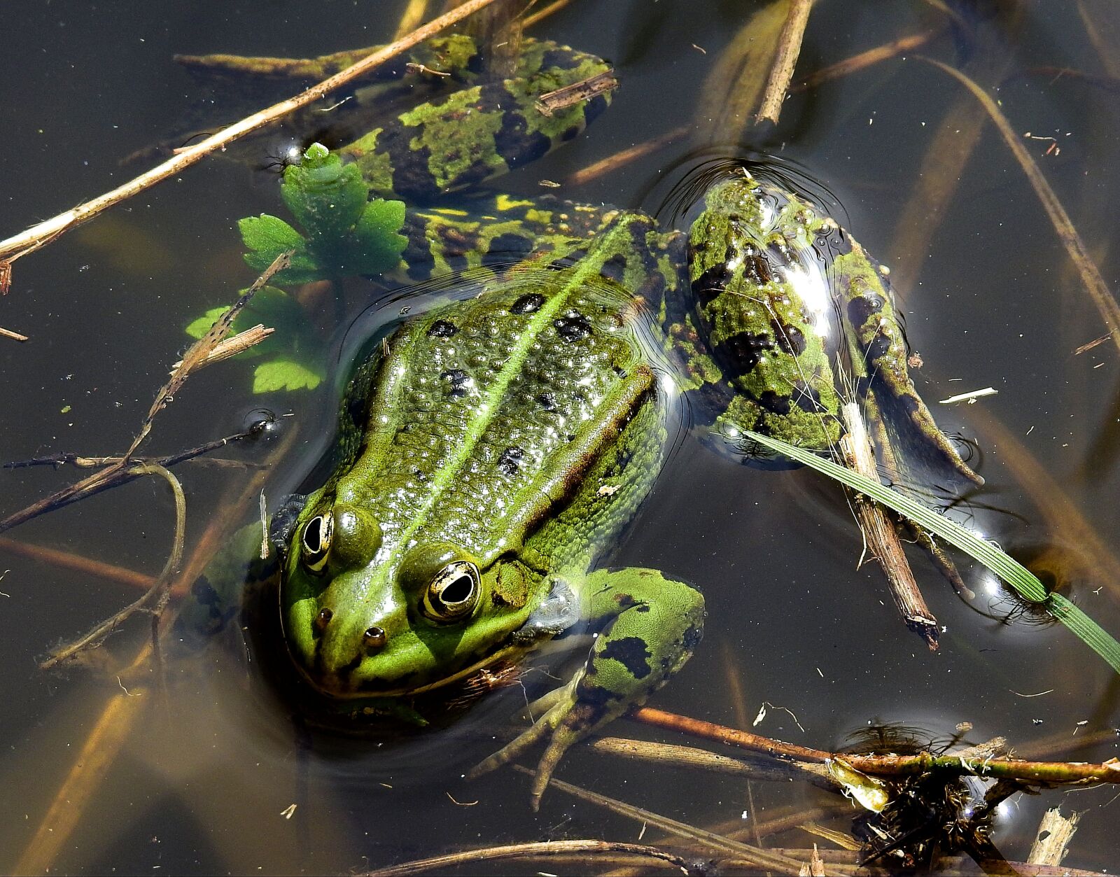 Nikon Coolpix P900 sample photo. Amphibians bezogonowe, frog, nature photography