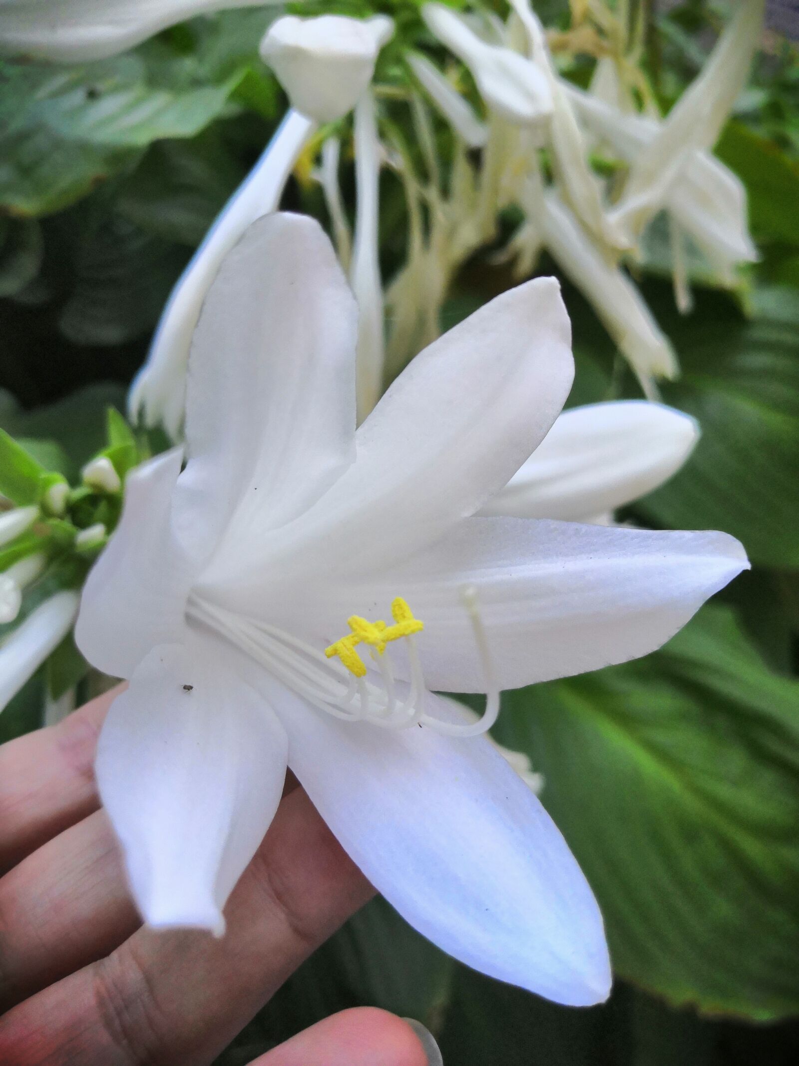HUAWEI Honor View 10 sample photo