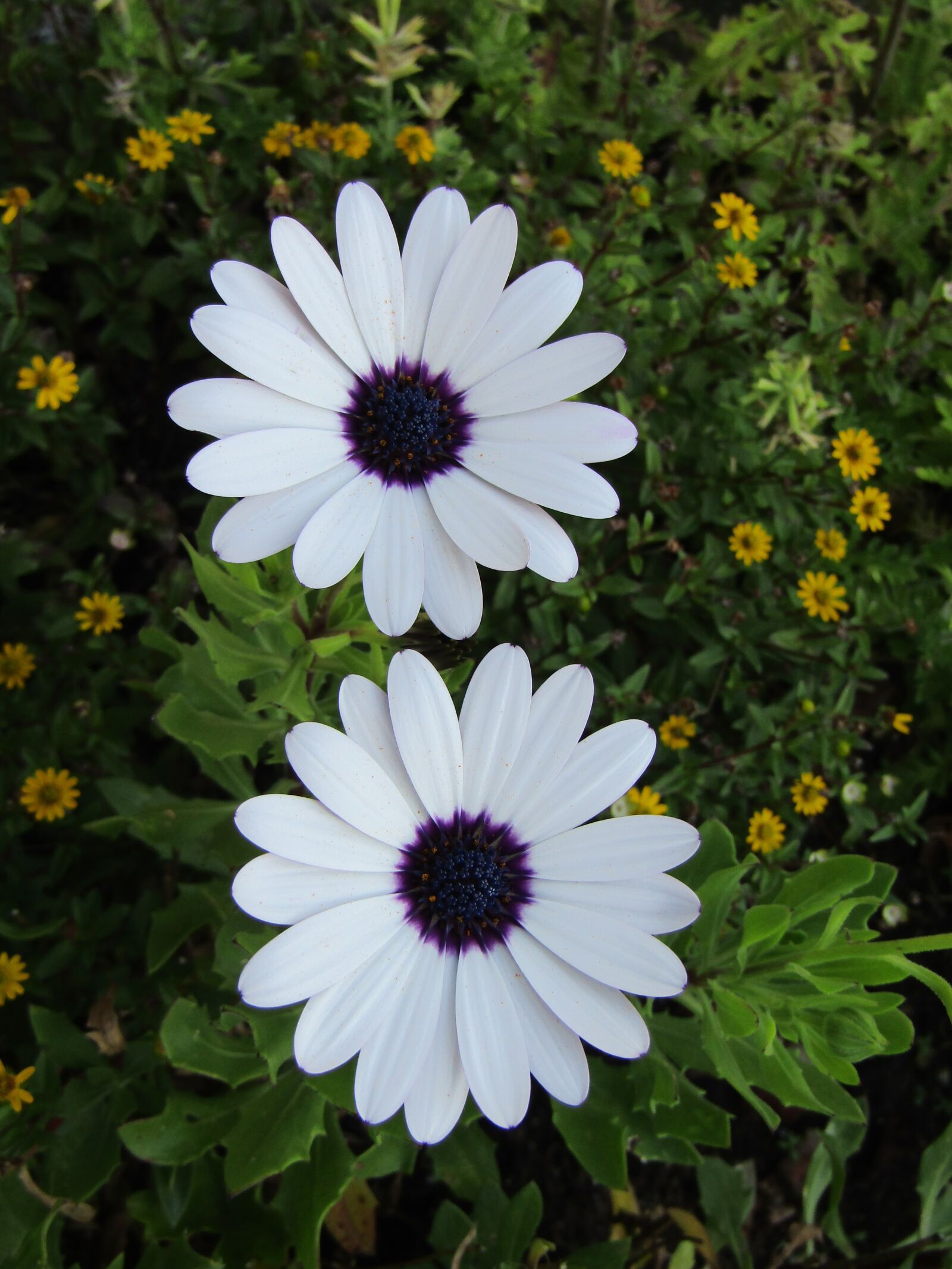 Canon POWERSHOT SX432 IS sample photo. Bornholm marguerite, cape basket photography