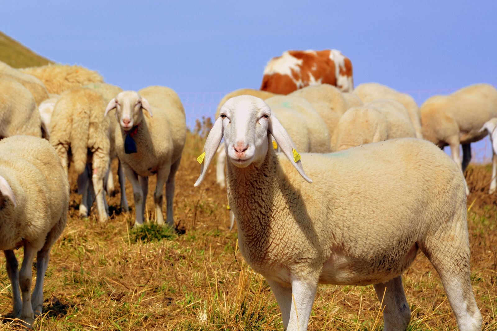 Nikon D7100 sample photo. Flock, mountain, sheep photography