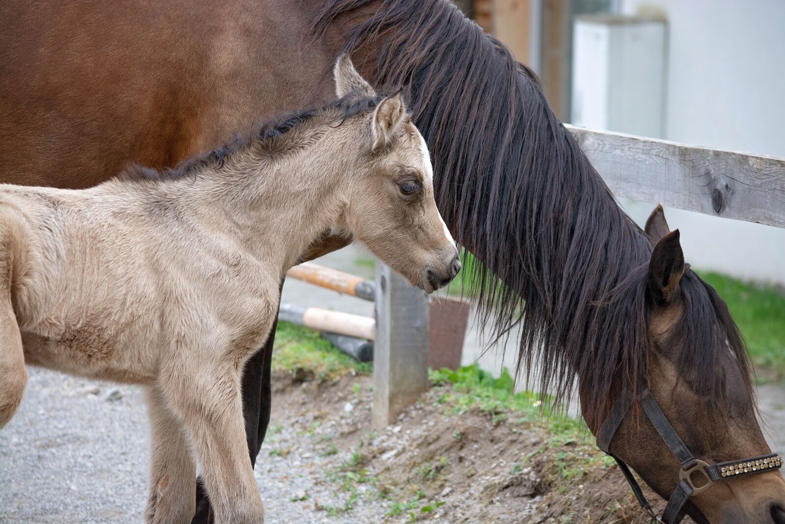 Nikon D7100 sample photo. Foal, horse, pony photography