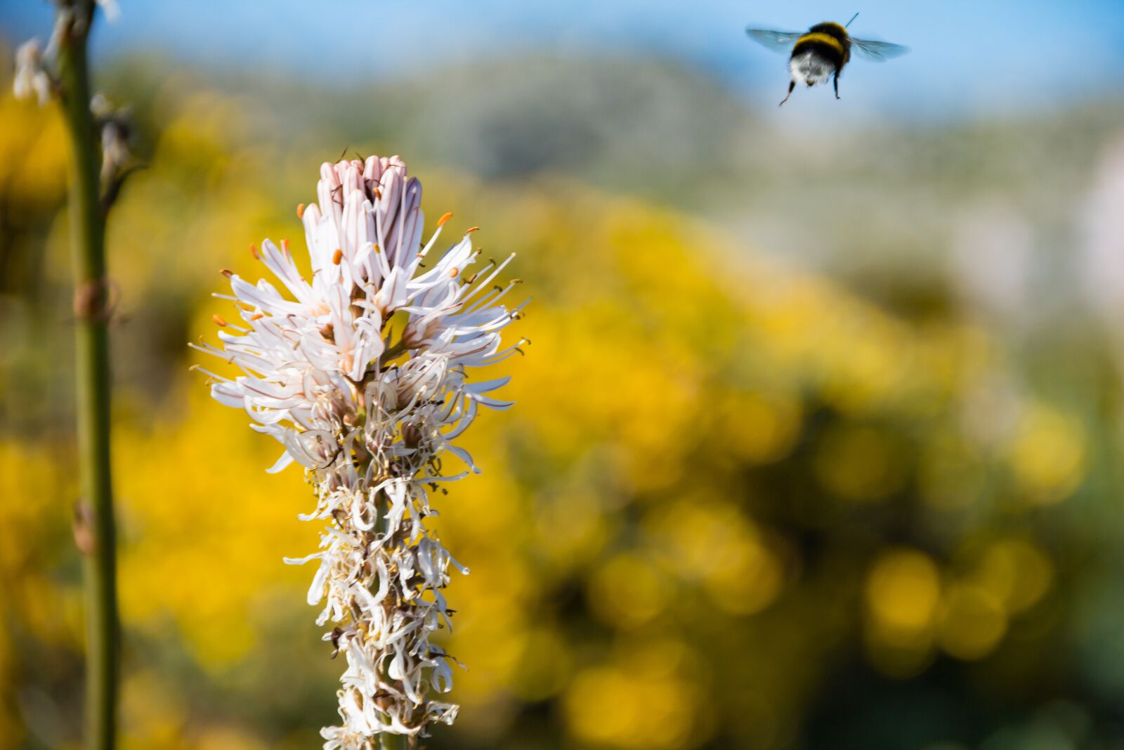Canon EOS 60D sample photo. May yellow, bee, flower photography