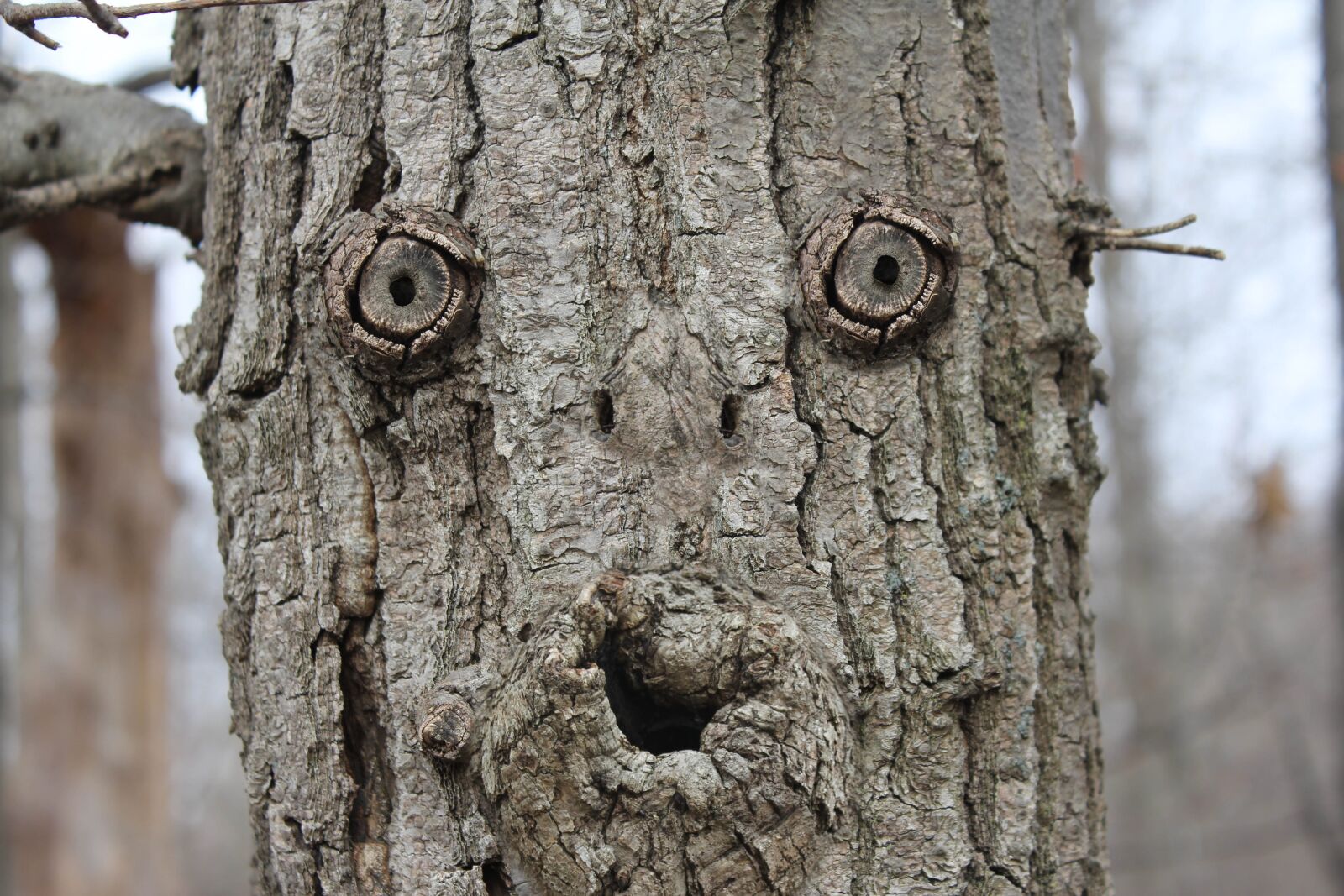 Canon EOS 550D (EOS Rebel T2i / EOS Kiss X4) sample photo. Tree, face, forest photography