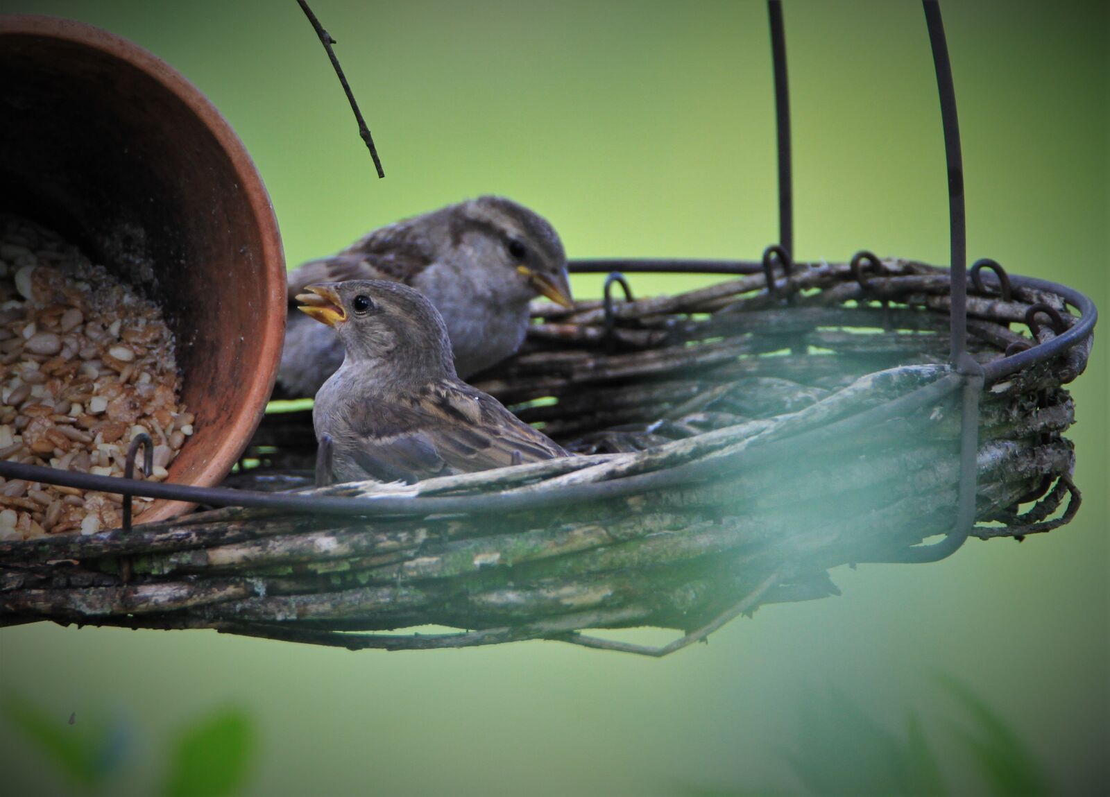 Tamron SP 150-600mm F5-6.3 Di VC USD sample photo. Sparrows family, sparrow, birds photography