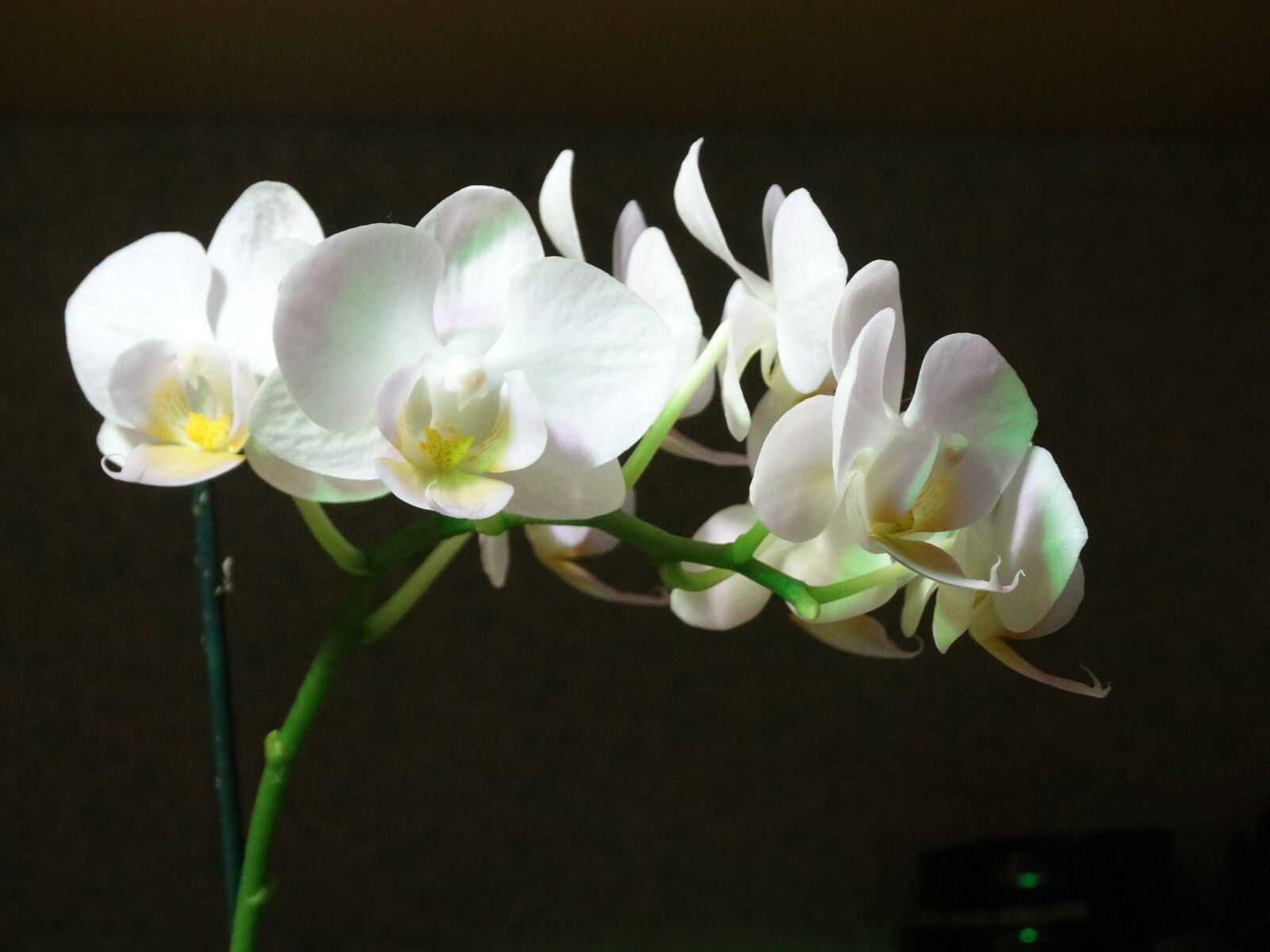 Sony Cyber-shot DSC-HX300 sample photo. Orchid, flowers, flower photography