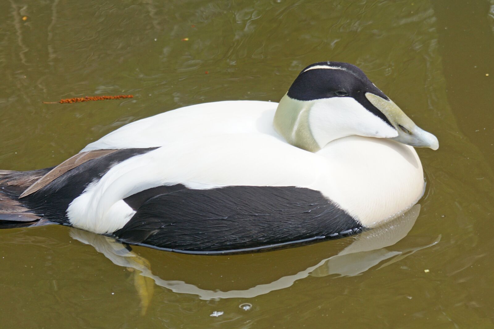 Sony ILCA-77M2 + Sony 70-400mm F4-5.6 G SSM sample photo. Eider, male, magpie photography