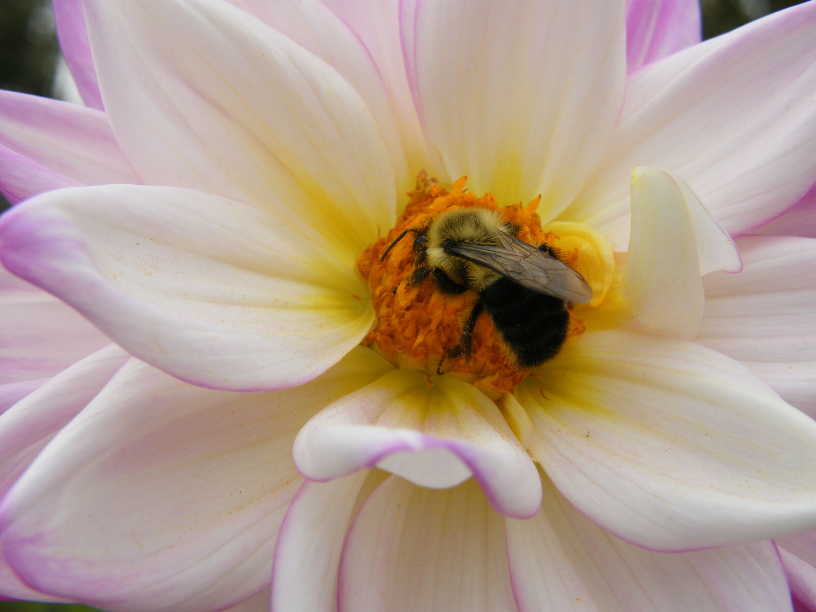 Fujifilm FinePix S8000fd sample photo. Bee, bumblebee, closeup, flower photography