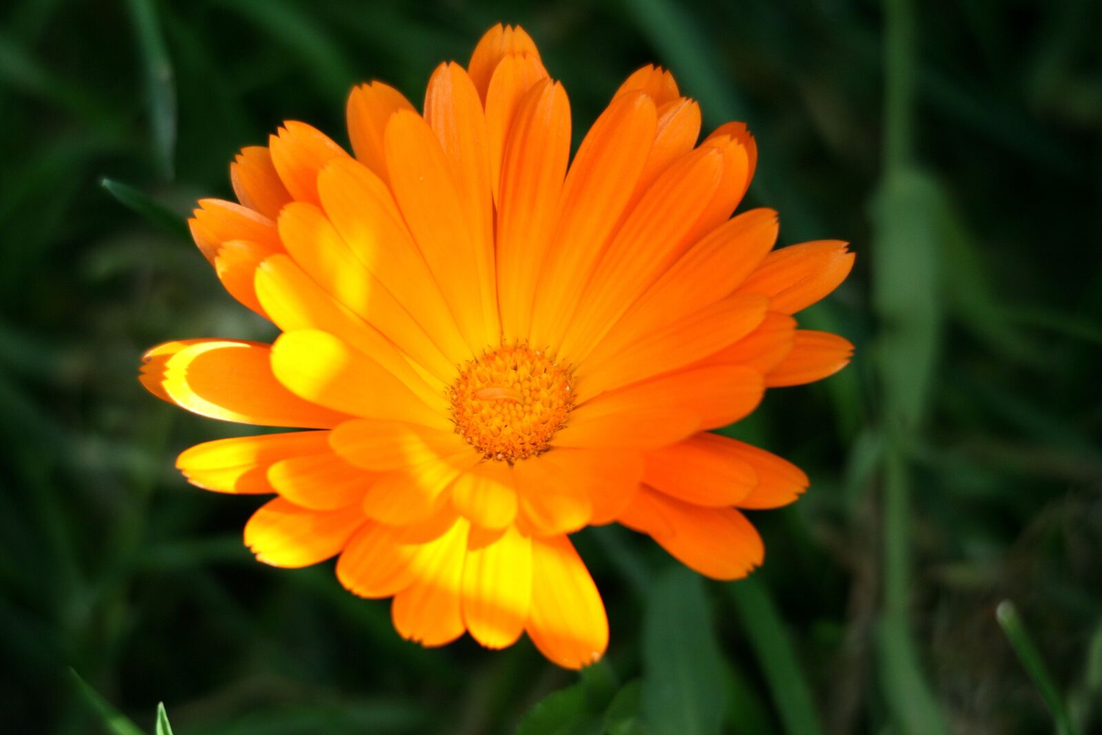 Canon EOS 400D (EOS Digital Rebel XTi / EOS Kiss Digital X) sample photo. Flower, orange, blossom photography