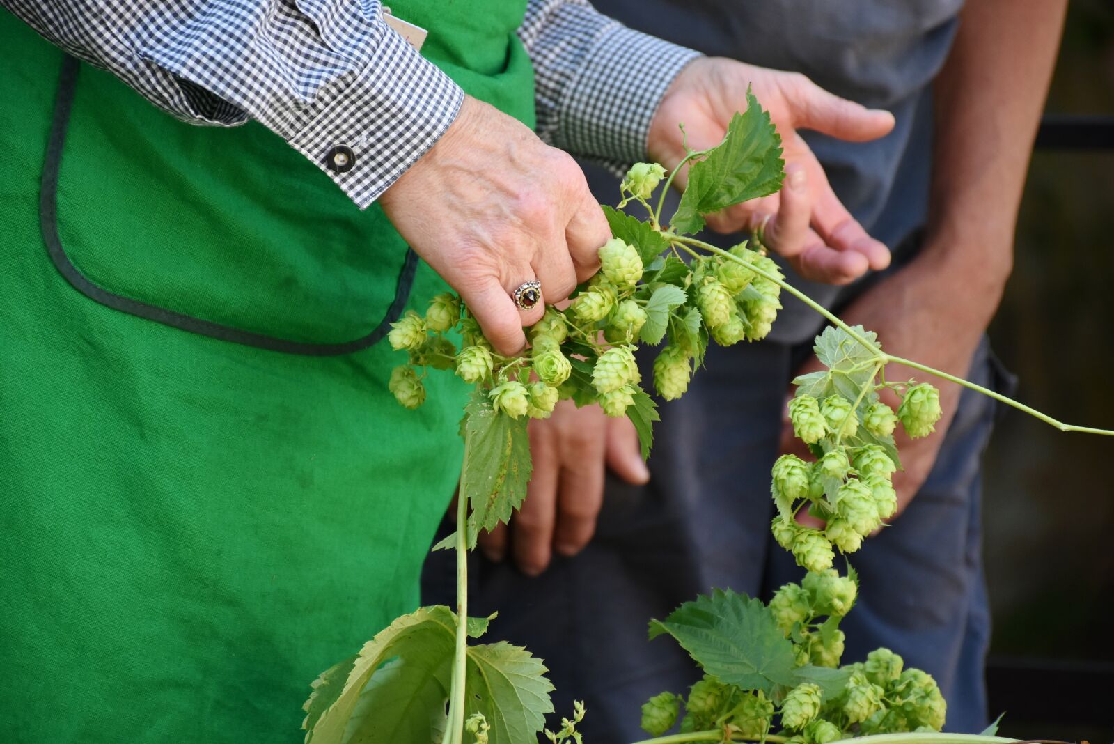Nikon D7200 sample photo. Hop harvest, hop vines photography