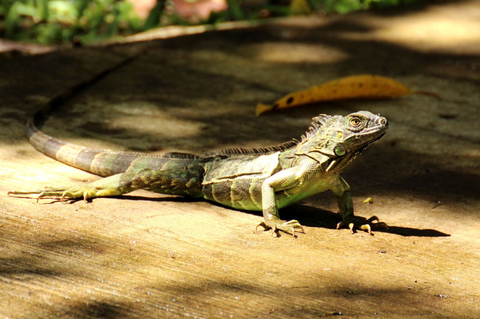 Canon EOS 700D (EOS Rebel T5i / EOS Kiss X7i) sample photo. Costa rica, tropics, central photography