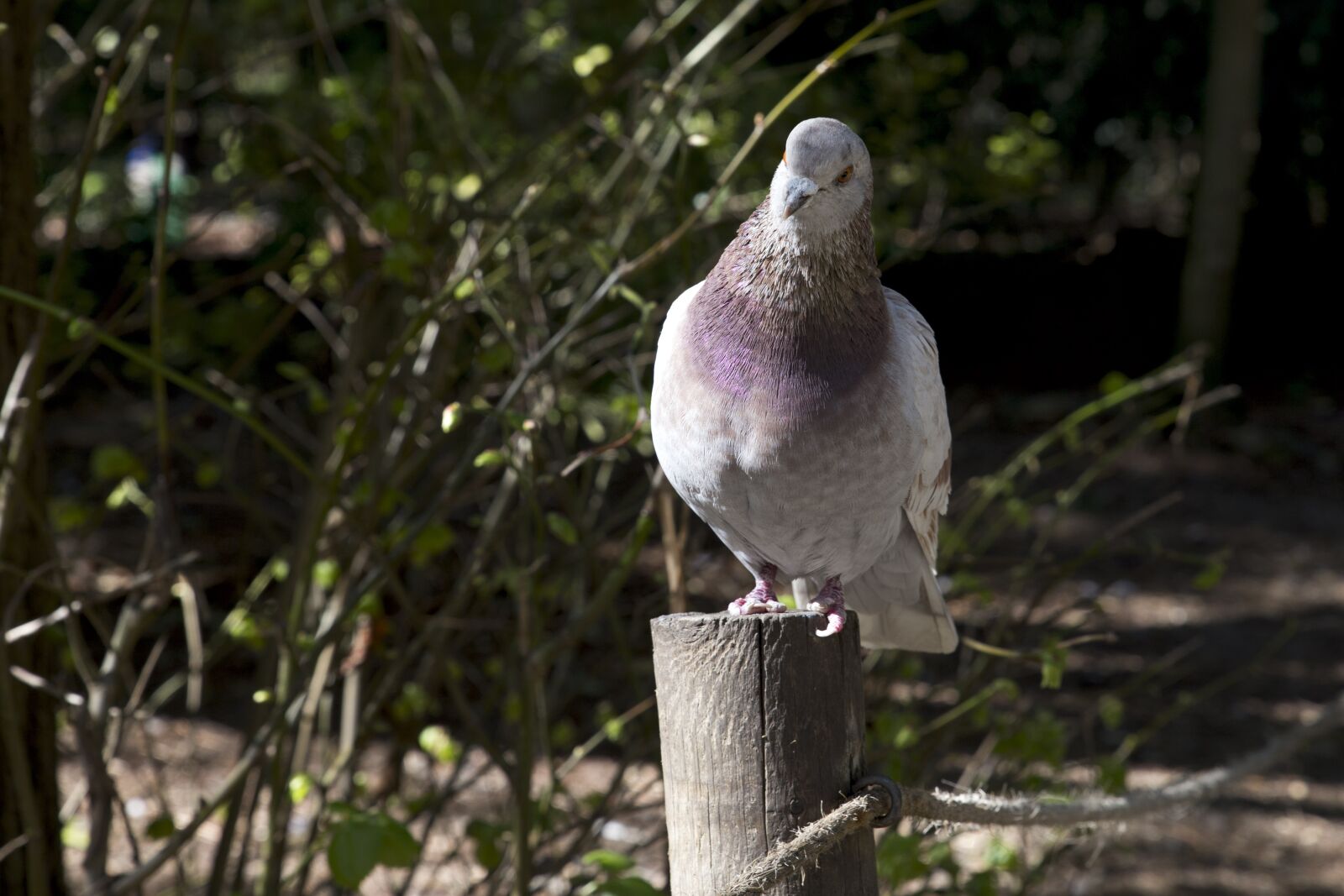 Canon EOS 6D sample photo. Paloma, fauna, nature photography