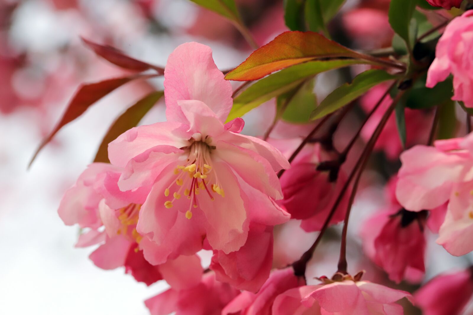 Canon EOS 6D Mark II sample photo. Flower apples, spring, wood photography