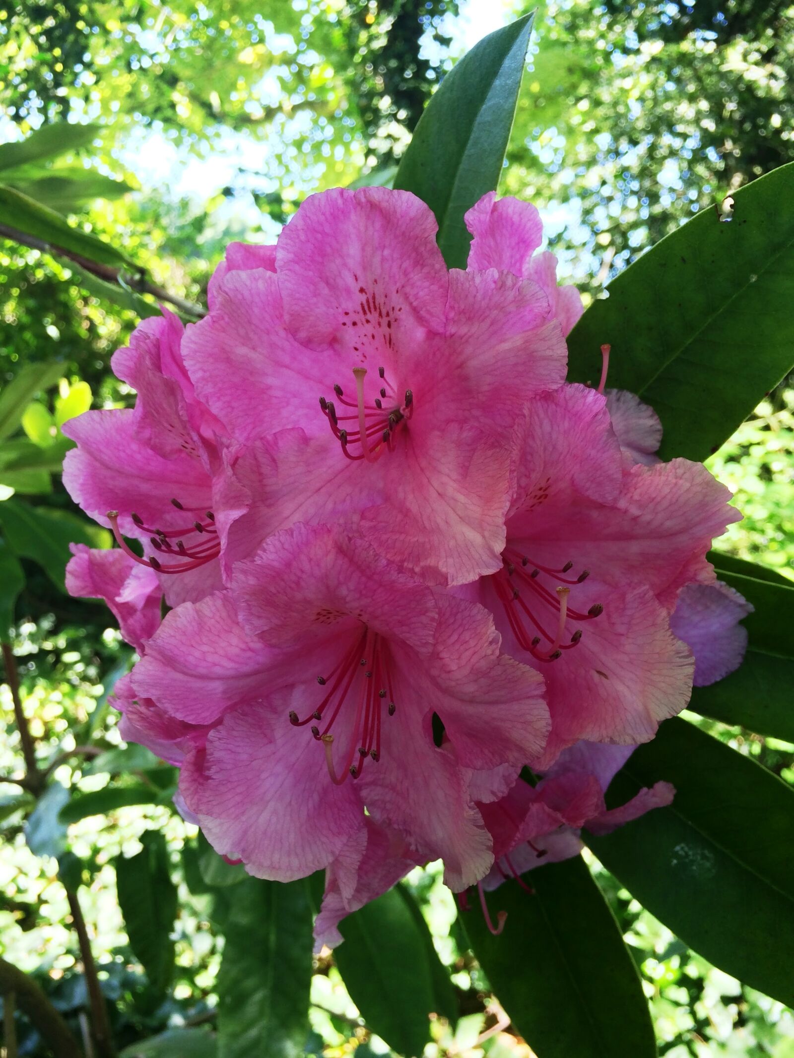 iPhone 5s back camera 4.15mm f/2.2 sample photo. Pink, rhododendron, spring photography