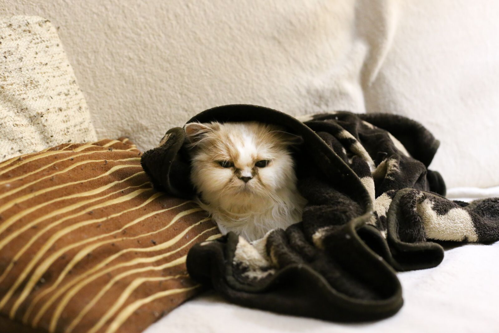 Canon EOS 6D + Canon EF 50mm F1.4 USM sample photo. Cat, pet, persian photography