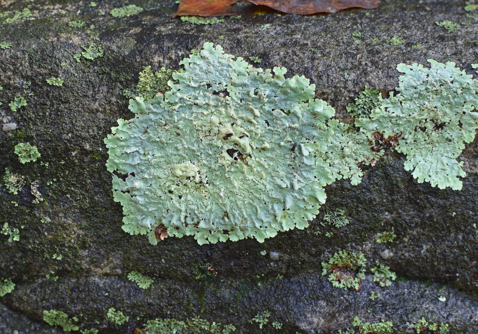 Nikon D3300 sample photo. Lichens, rock, symbiotic photography