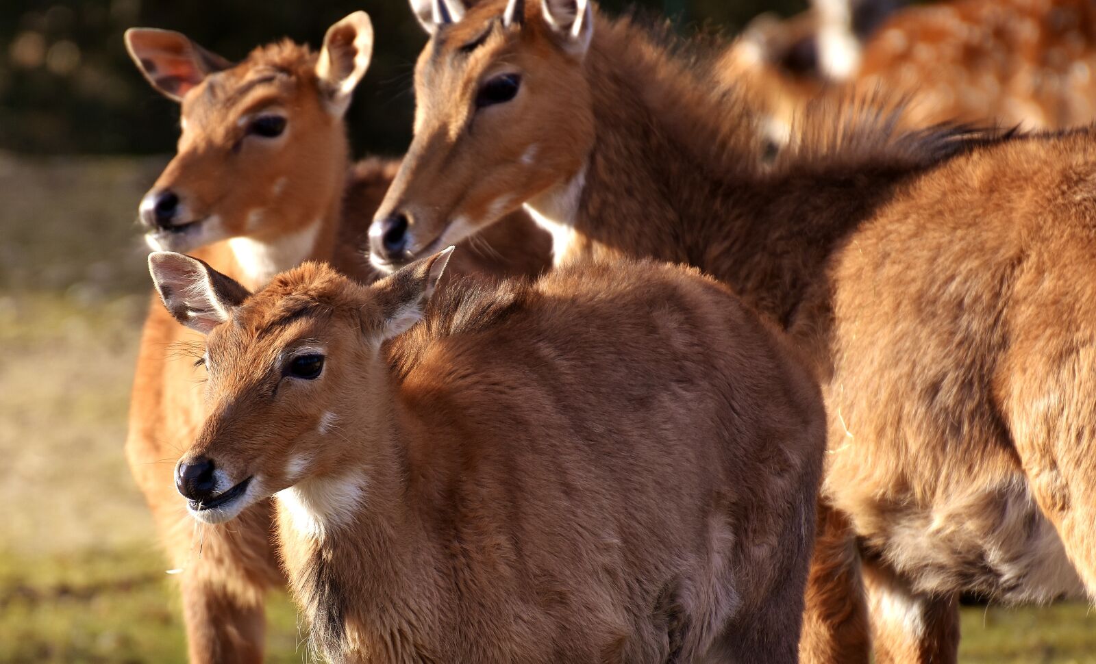 Nikon D7200 sample photo. Blackbuck, wild animal, african photography