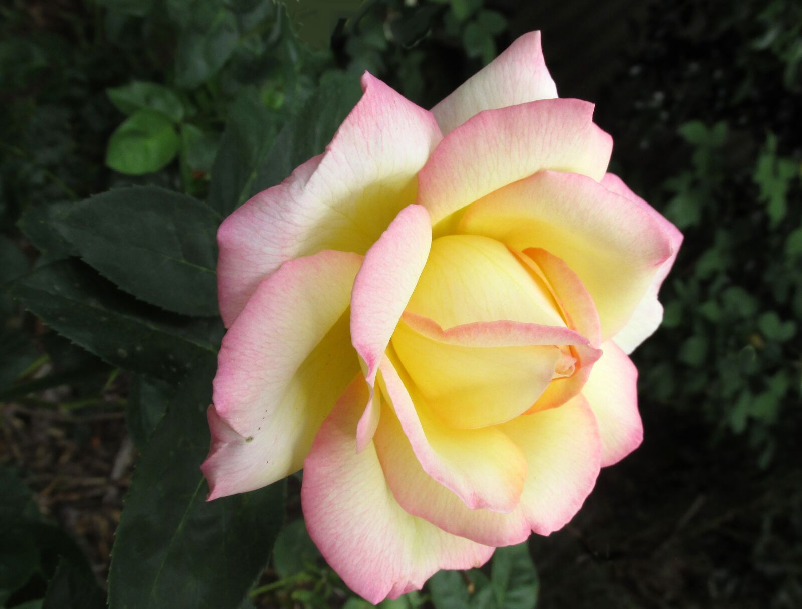 Canon PowerShot SX170 IS sample photo. Flower, rose, plant photography