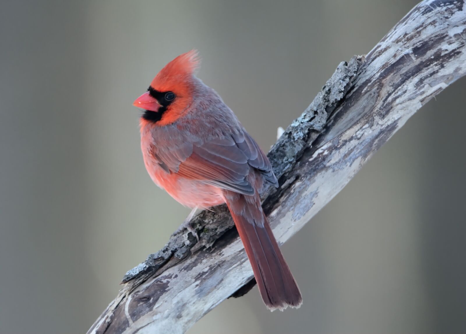 Canon EOS 7D sample photo. Northern cardinal, bird, wildlife photography