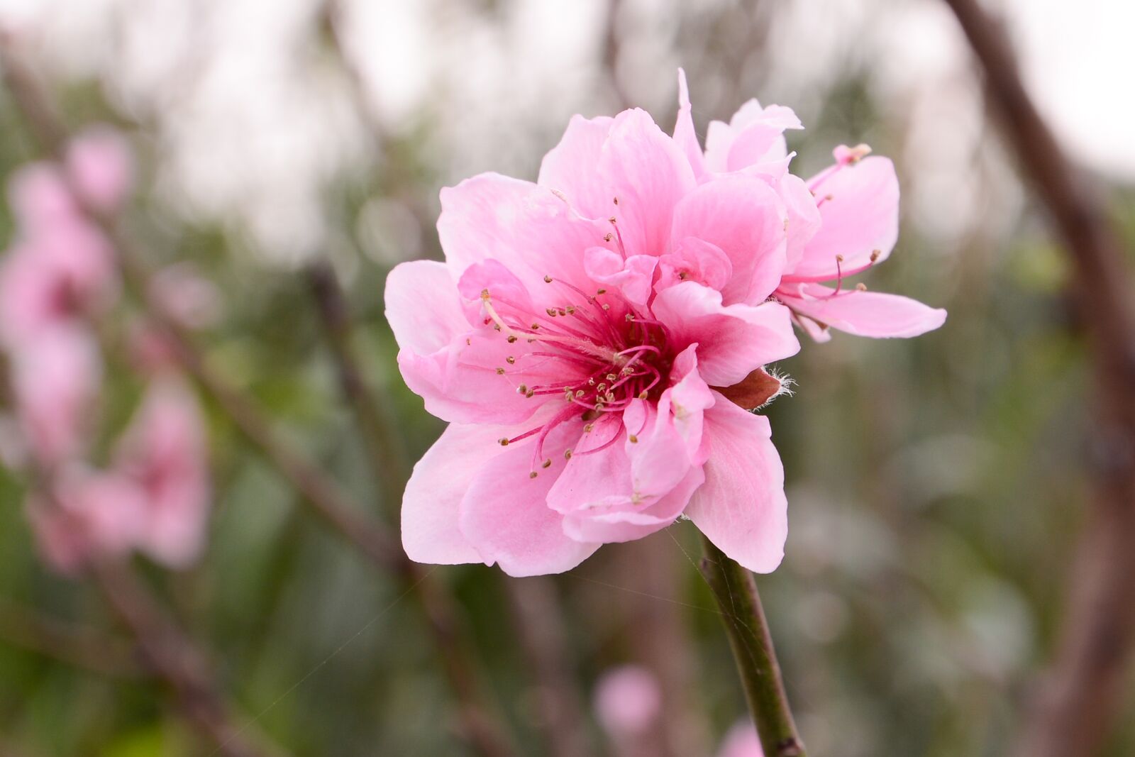 Nikon D7100 sample photo. Peach, peach flower, flower photography