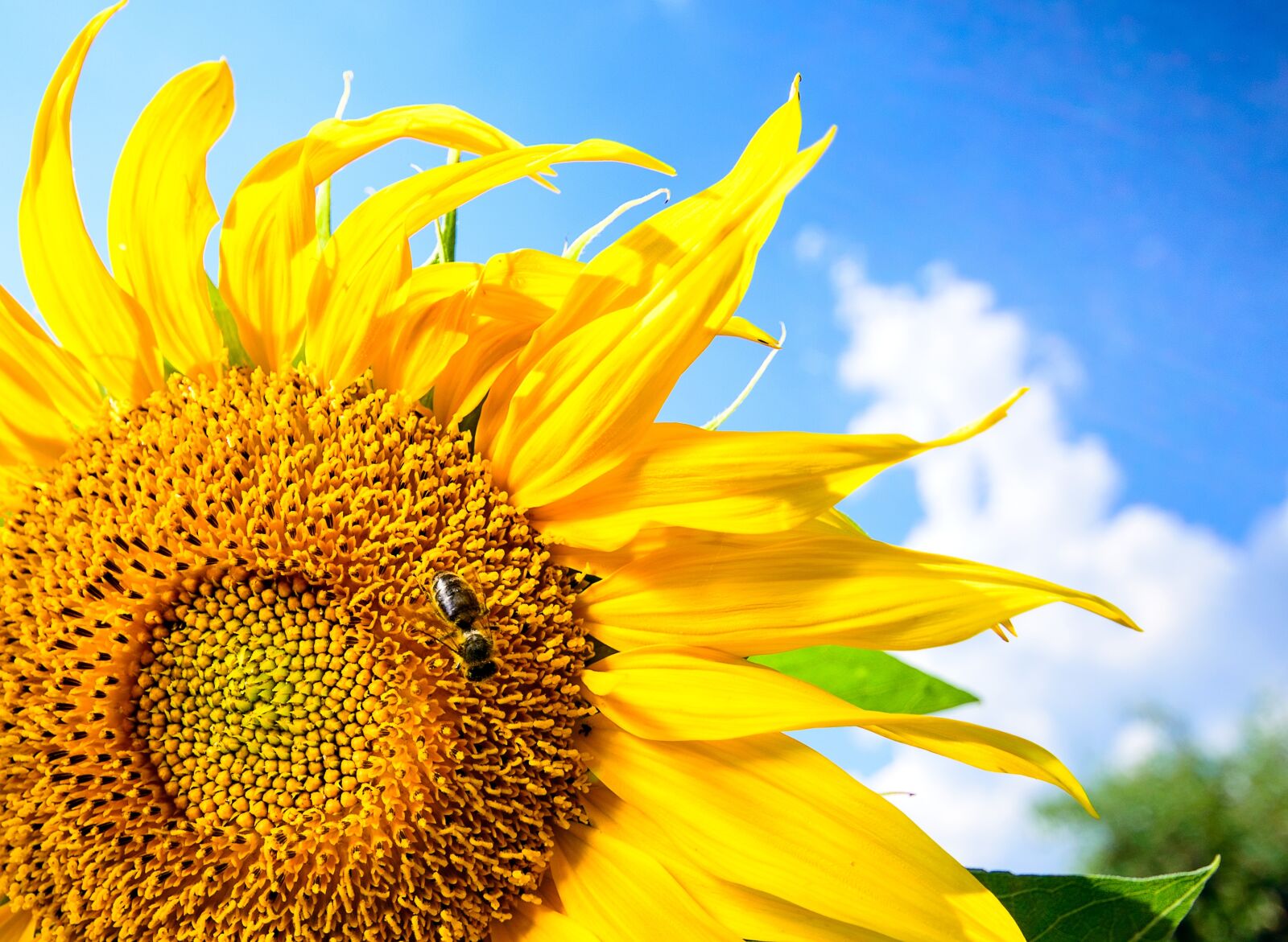 Nikon D800 sample photo. Summer, sunflower, yellow photography