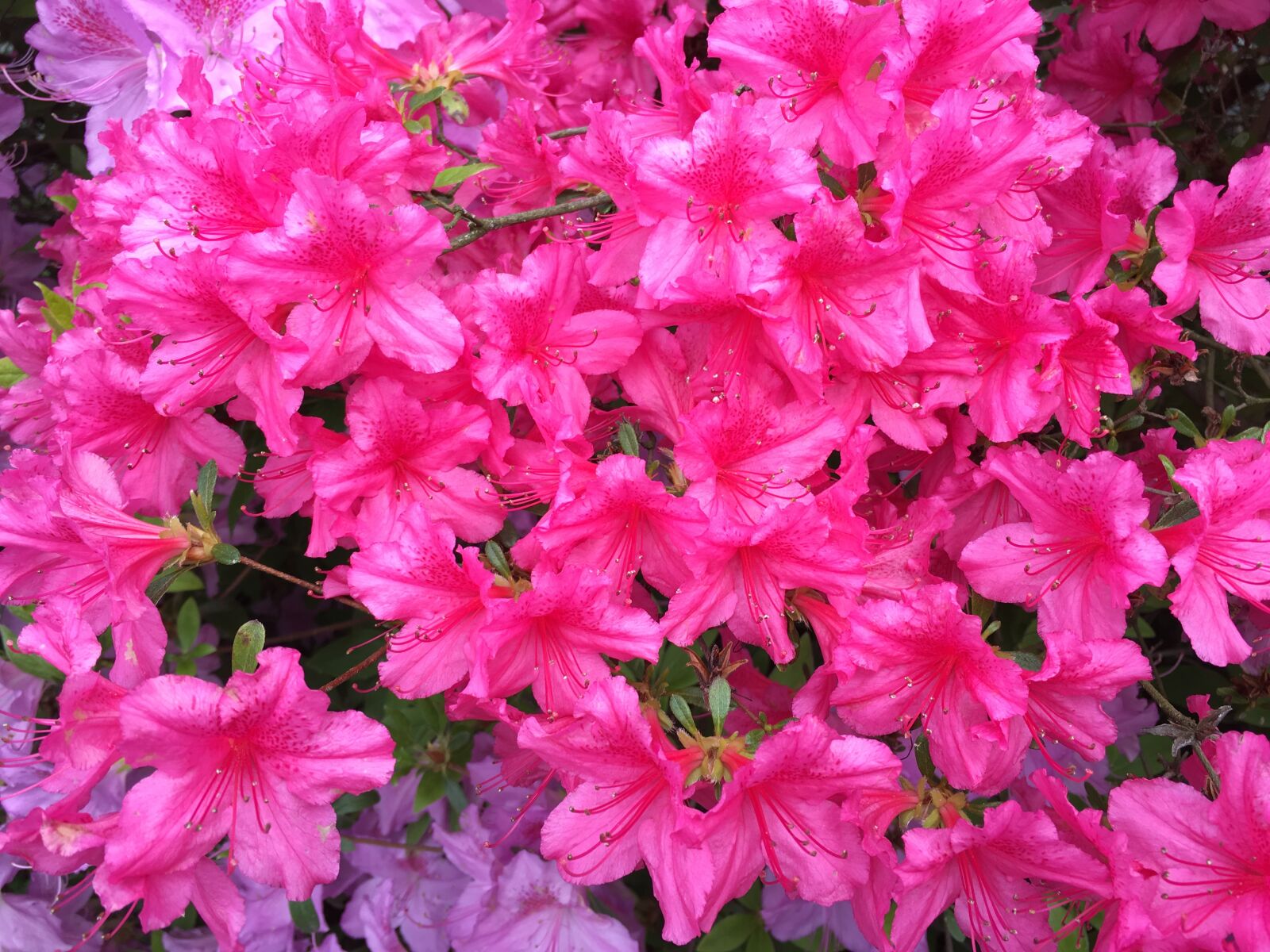 Apple iPhone 6s sample photo. Pink, fuschia, landscape photography