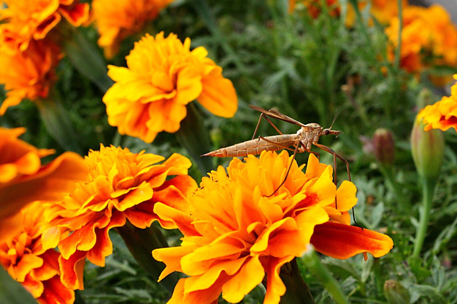Canon EOS 450D (EOS Rebel XSi / EOS Kiss X2) sample photo. Schnake, schneider, close up photography