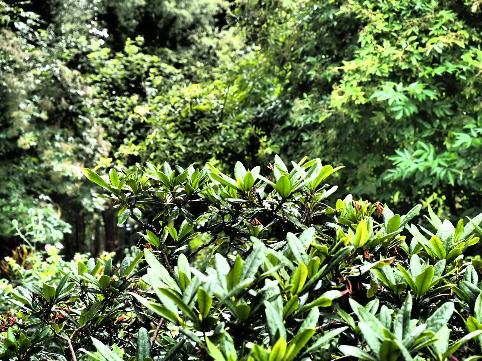 Olympus OM-D E-M1 + Olympus M.Zuiko Digital ED 12-40mm F2.8 Pro sample photo. Green, fouling, leaves photography