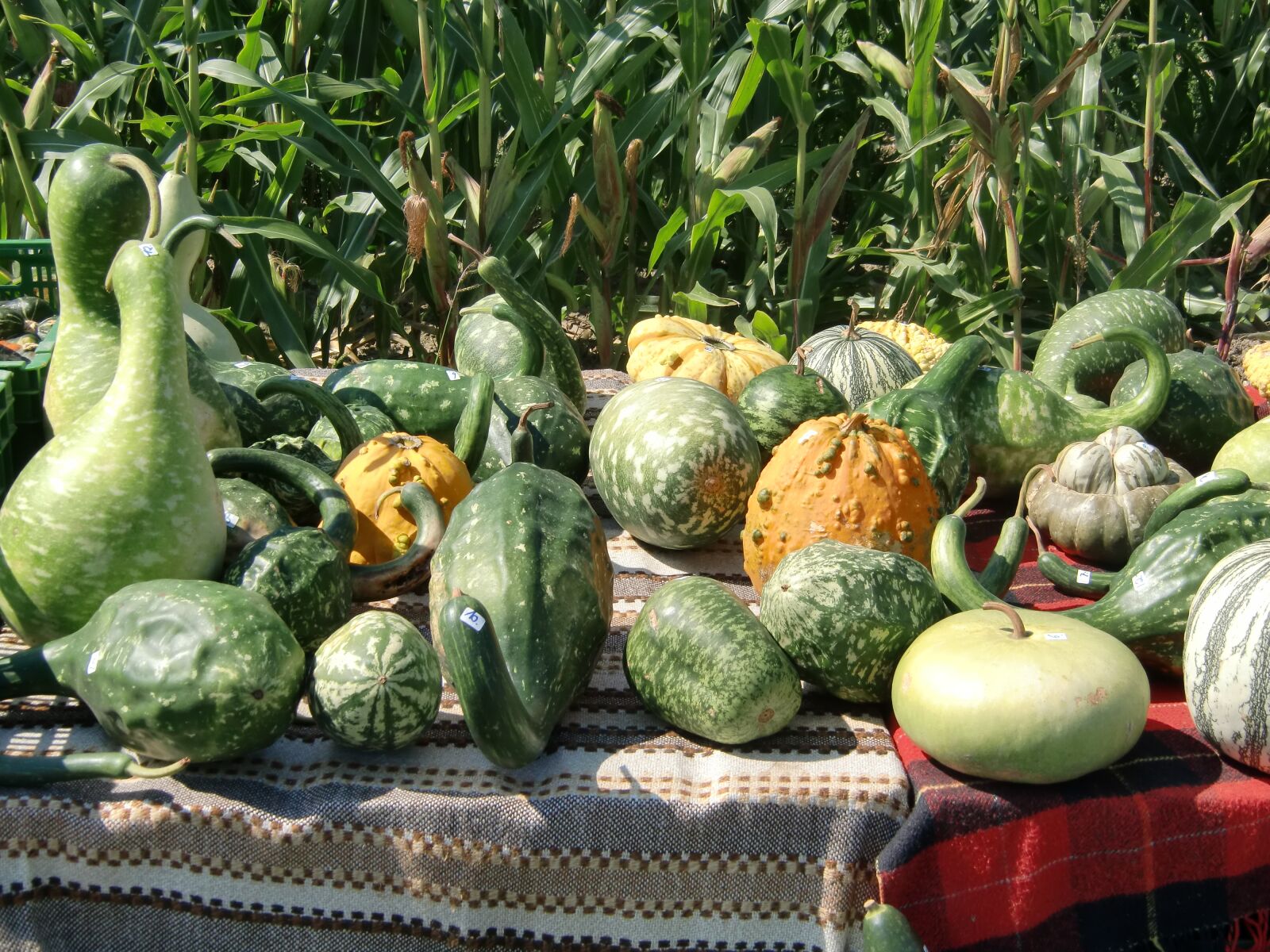 CASIO EX-H10 sample photo. Pumpkin, green, autumn photography