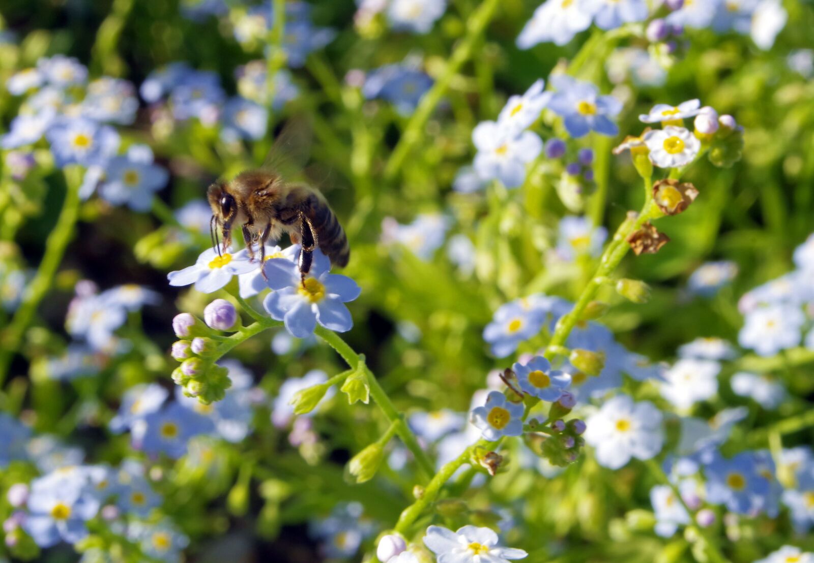 Pentax K-S2 sample photo. Nots, flowers, bee photography