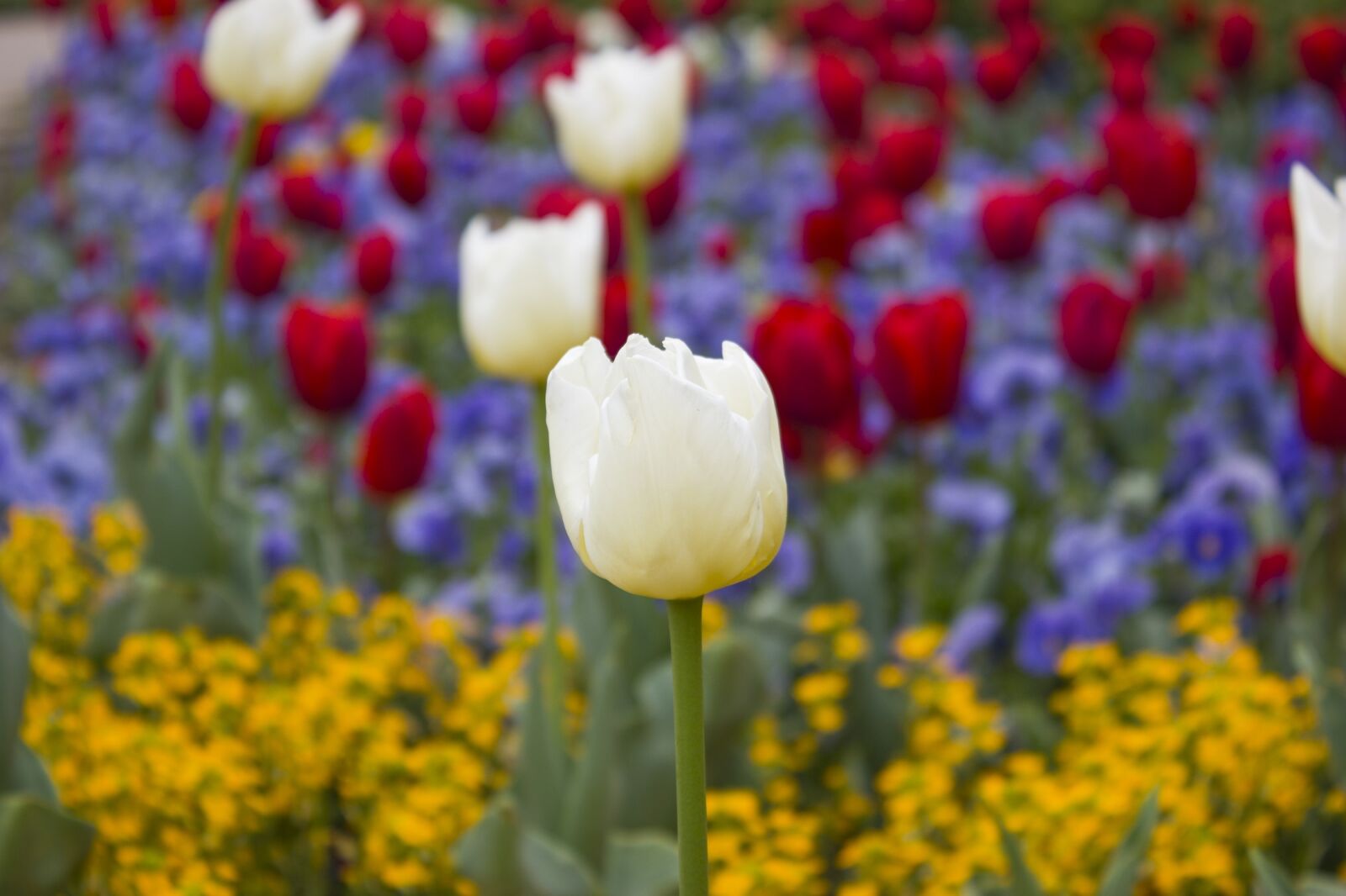 Canon EOS 550D (EOS Rebel T2i / EOS Kiss X4) sample photo. Tulips, blooms, blossoms photography