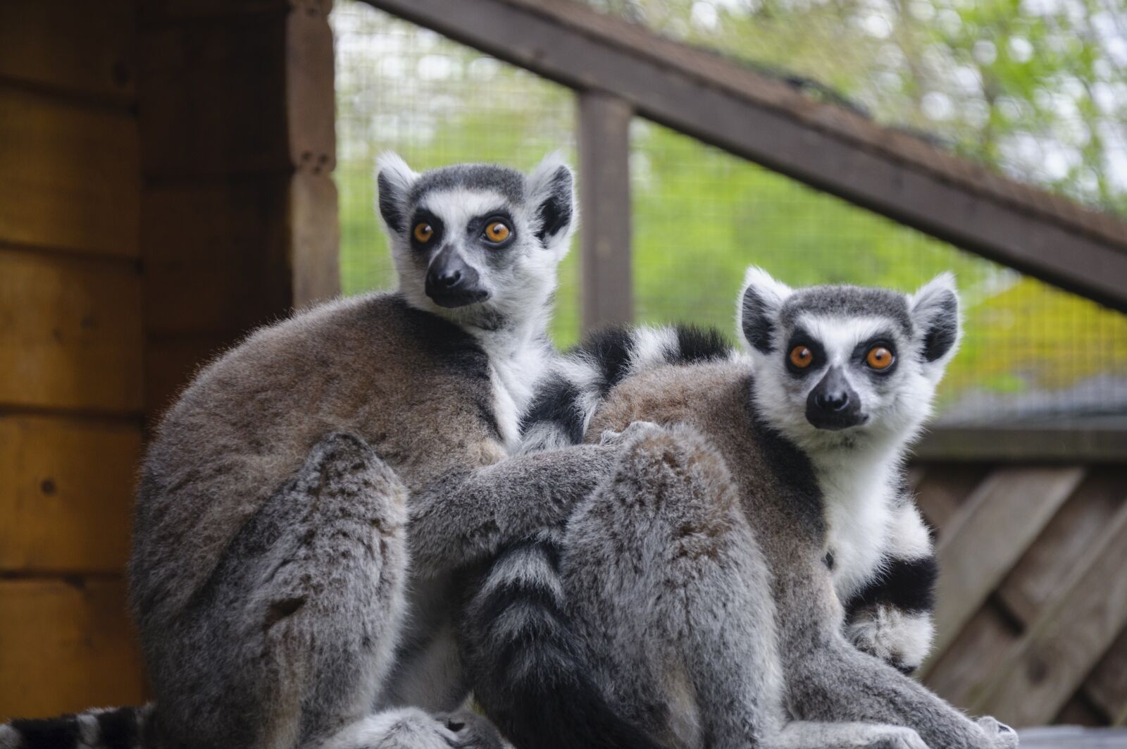 Nikon D5000 sample photo. Lemur, zoo, animal world photography