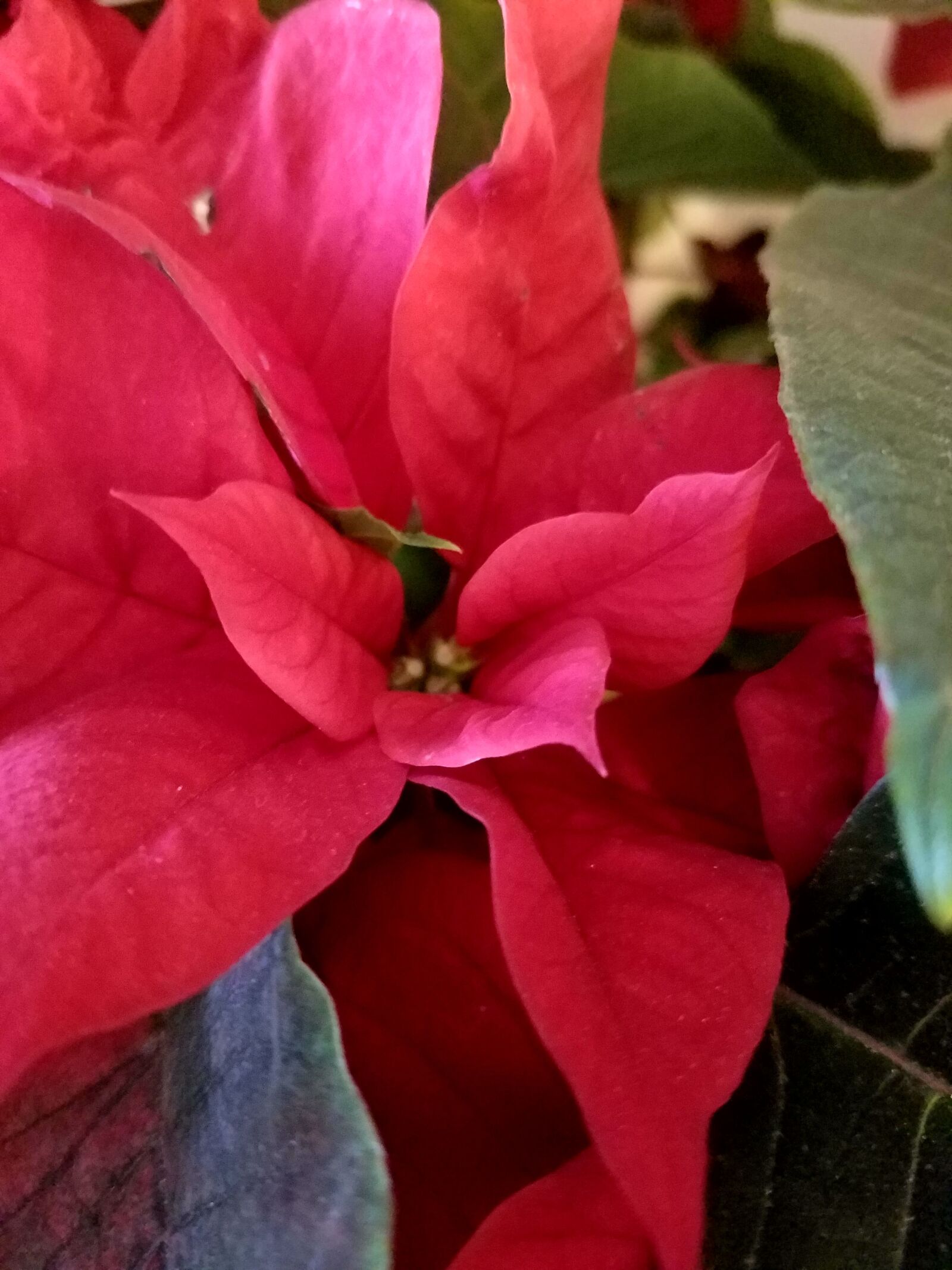 Samsung Galaxy S7 sample photo. Artificial, flower, workshop, beautiful photography