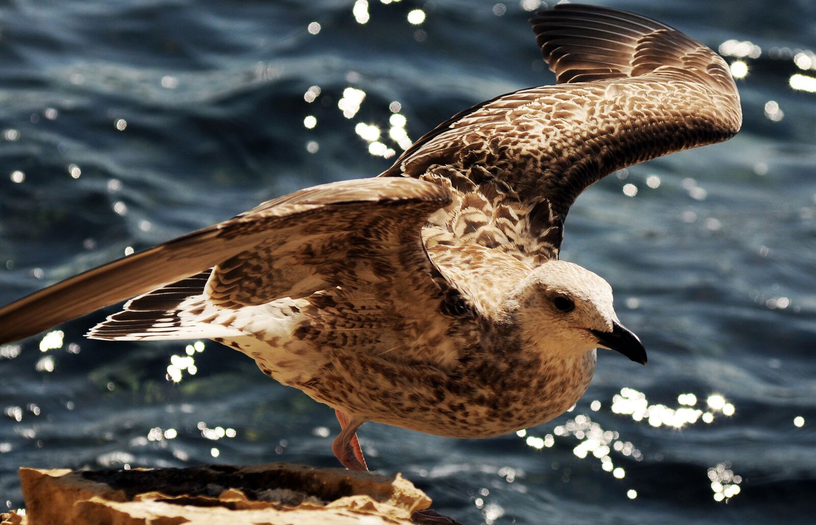 Nikon D300 sample photo. Sea, seagull, bird photography
