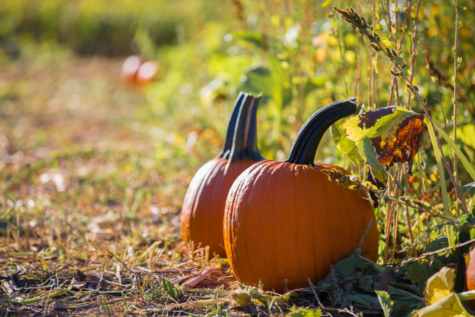 Canon EOS 6D sample photo. Nature, fall, agriculture photography