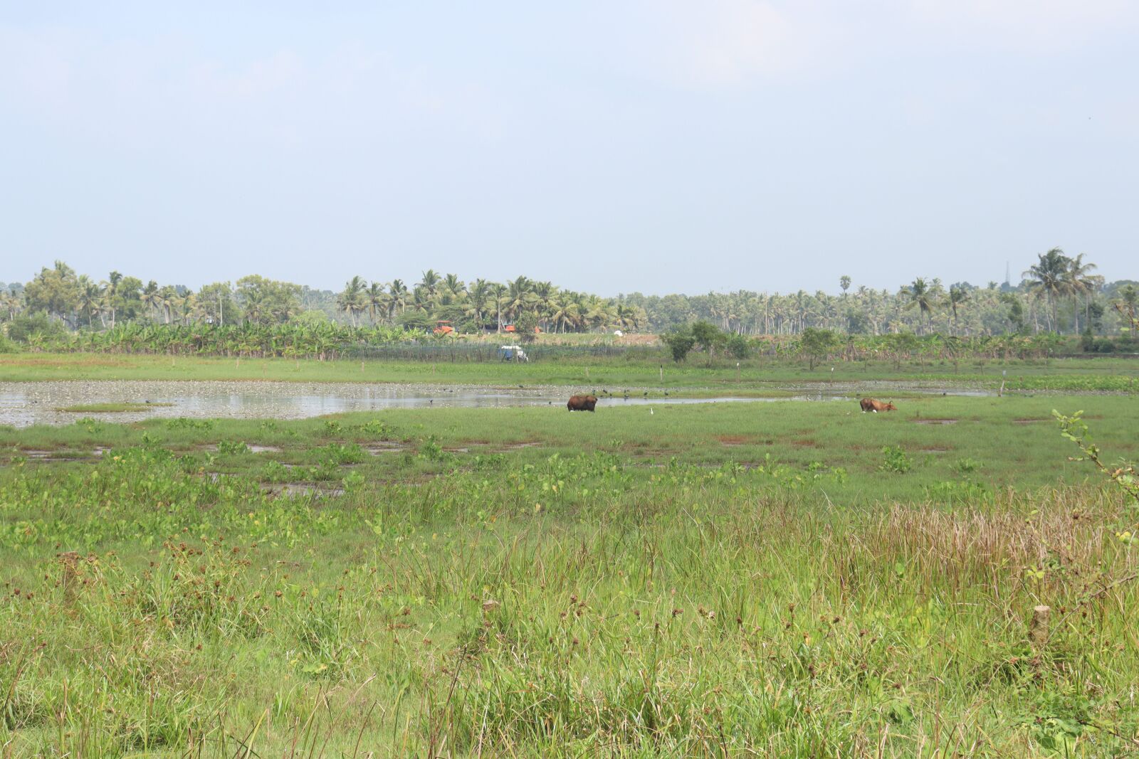 Canon EOS 250D (EOS Rebel SL3 / EOS Kiss X10 / EOS 200D II) sample photo. Kerala, nature, outdoor photography