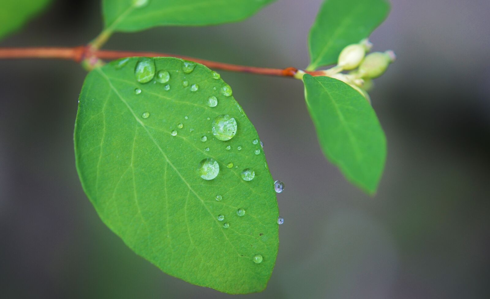 Nikon D7000 sample photo. Natur, leaf, natural photography